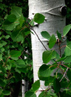 Aspens2