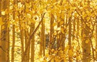 header-golden-aspens
