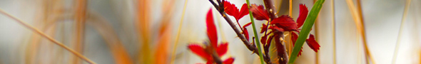 Outer War, Inner Peace: A Mindfulness Retreat for Veterans and their Families