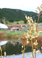 PussyWillows