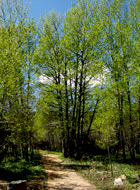 Summer Trail_GSmith