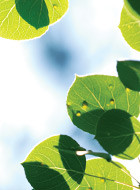GreenLeaves_Sky