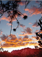 SunsetSkyTrees