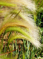 Grasses