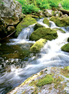 Stream_Wong Qigong