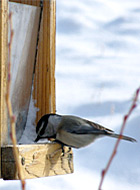 Chicadee