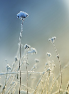 frosty-plants