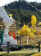 YellowTrees_center