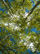 UpAspenTrees
