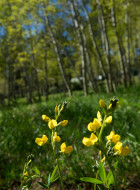 YellowWildflowers