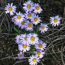 purpledaisies