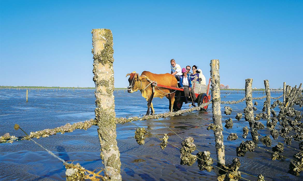 西濱海岸黑色大地 全臺獨一無二的海牛採蚵體驗 童遊彰化 玩出大能力 微笑台灣 用深度旅遊體驗鄉鎮魅力