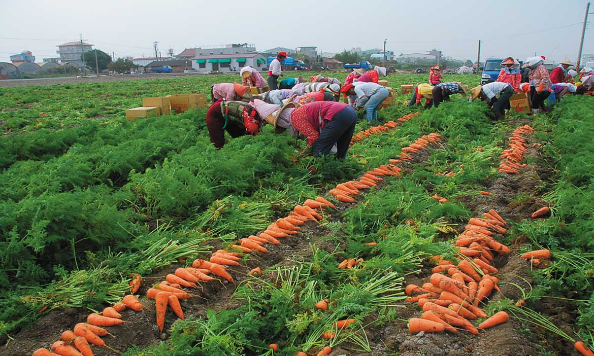台南將軍種出的香甜紅蘿蔔，日本人都愛