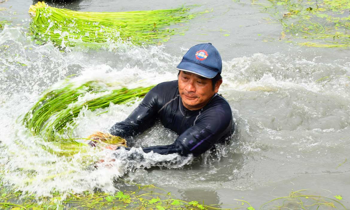 漫步美濃人的水日常 聽採水蓮與菸樓72度的故事 戚戚的旅行小筆記 微笑台灣 用深度旅遊體驗鄉鎮魅力