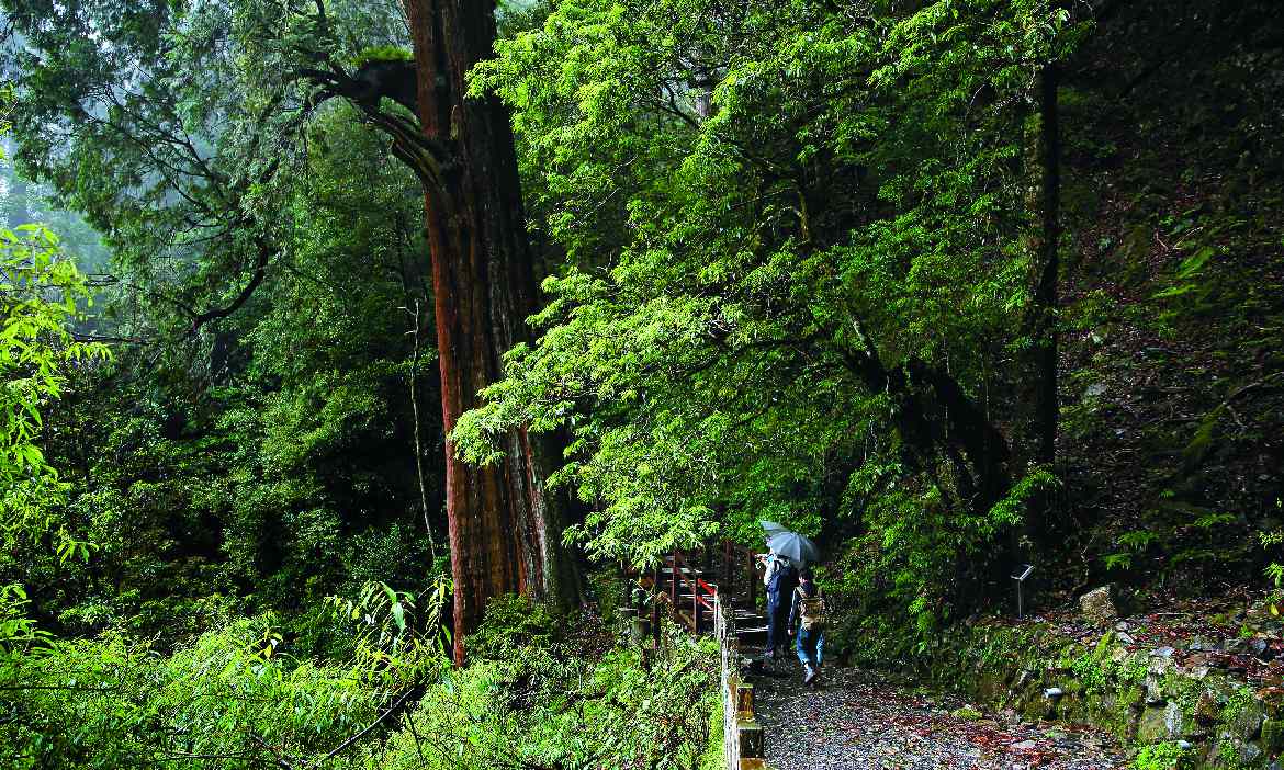 大雪山國家森林遊樂區 迷霧裡的龍貓森林 微笑季刊 19夏季號 瘋 涼 祭 微笑台灣 用深度旅遊體驗鄉鎮魅力