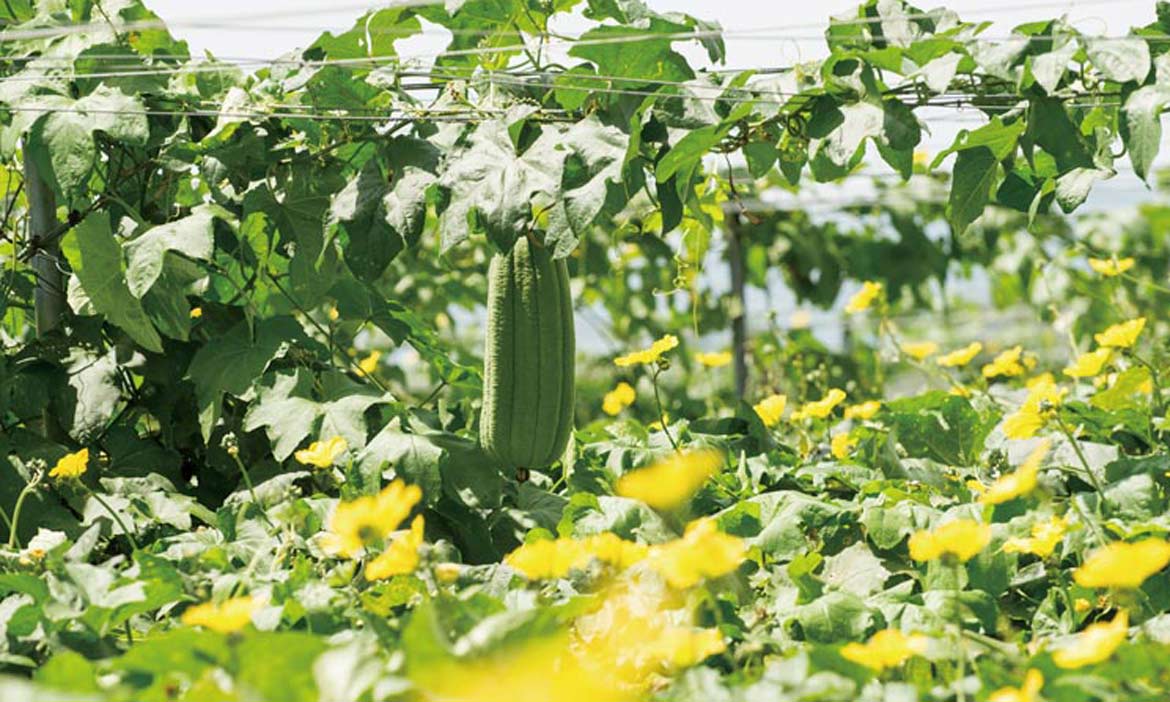花蓮明淳農場  瓜果總在睡覺中長大，在菜園享受品管鑽研的樂趣