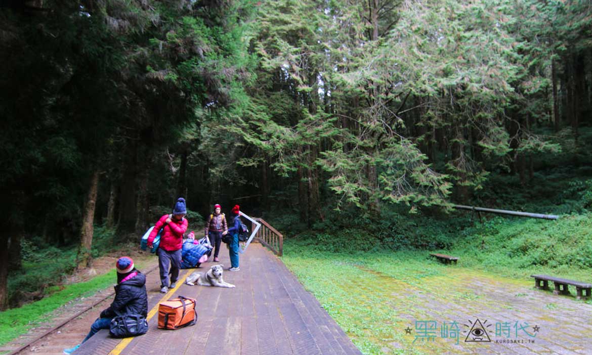 阿里山國家風景區 水山巨木步道 見2700歲神木爺爺與龍貓的家 黑崎時代 微笑台灣 用深度旅遊體驗鄉鎮魅力