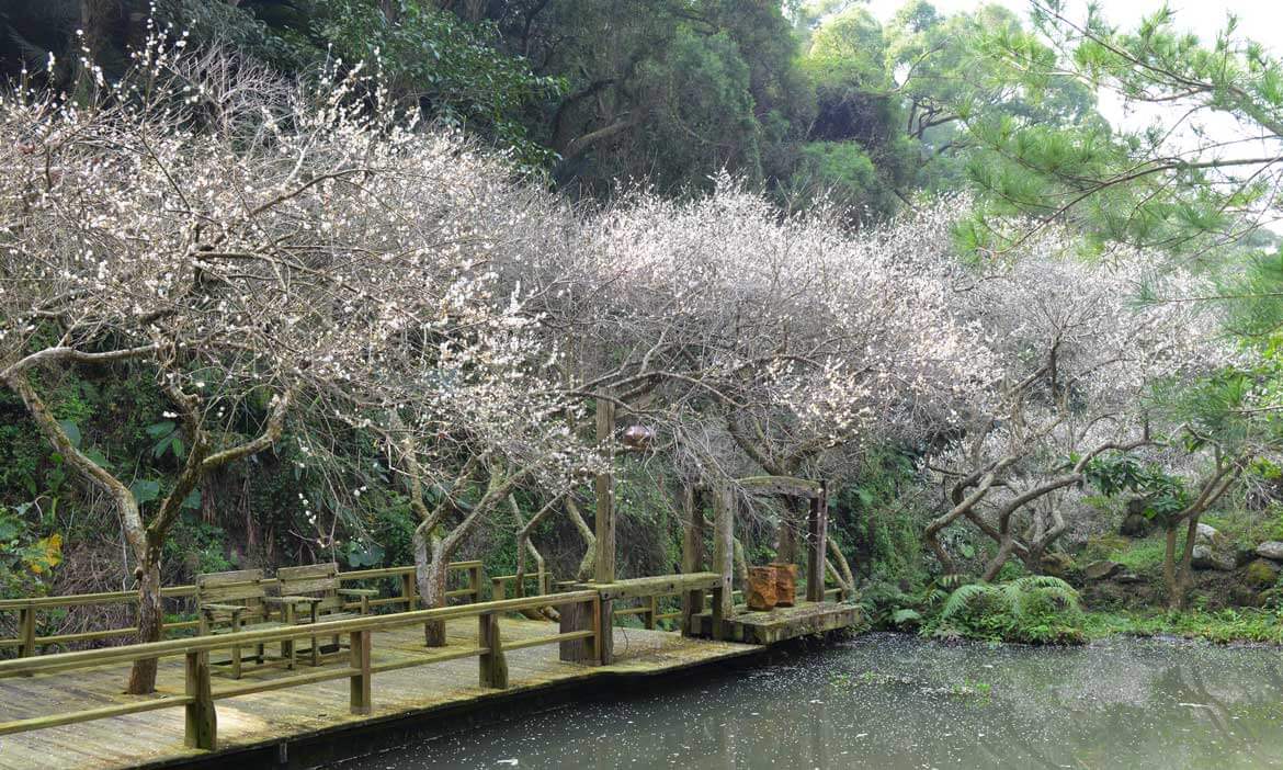 21台灣花季總整理 特輯精選 微笑台灣 用深度旅遊體驗鄉鎮魅力