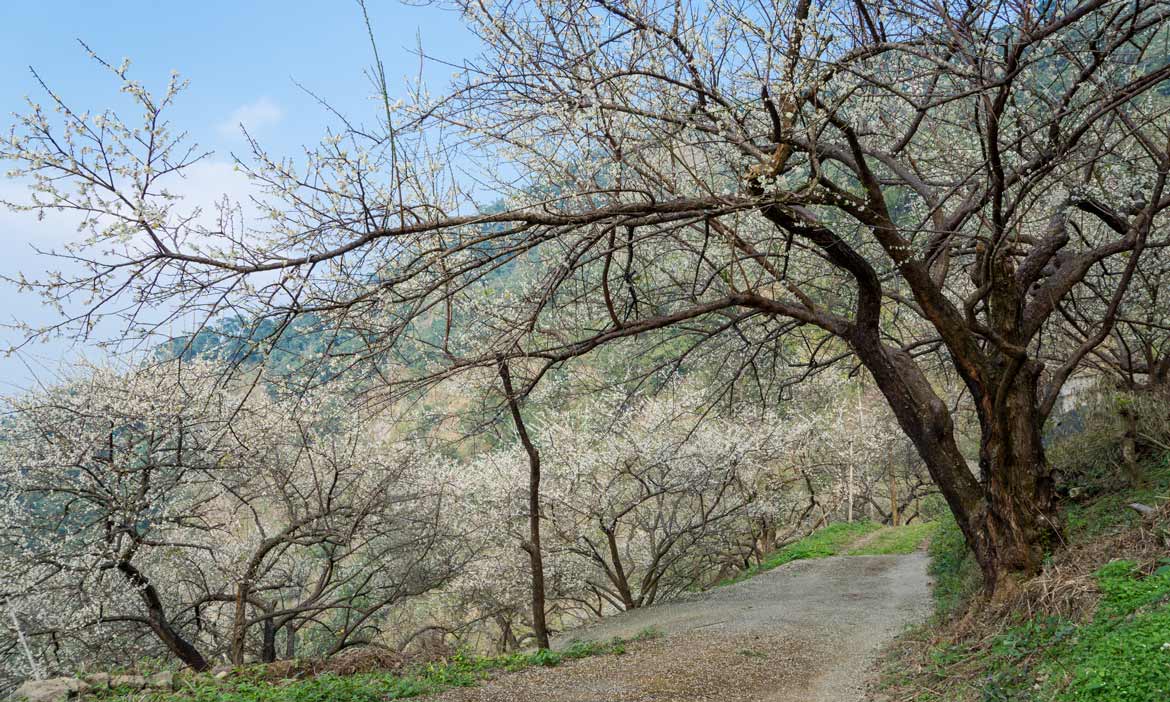 梅嶺四季美景看見冷冽中盛開的純白花朵 也尋回山中精靈 螢火蟲 台南 旅職人 微笑台灣 用深度旅遊體驗鄉鎮魅力 梅嶺四季美景看見冷冽中盛開的純白花朵 也尋回山中精靈 螢火蟲 台南 旅職人 微笑台灣 用深度旅遊體驗鄉鎮魅力