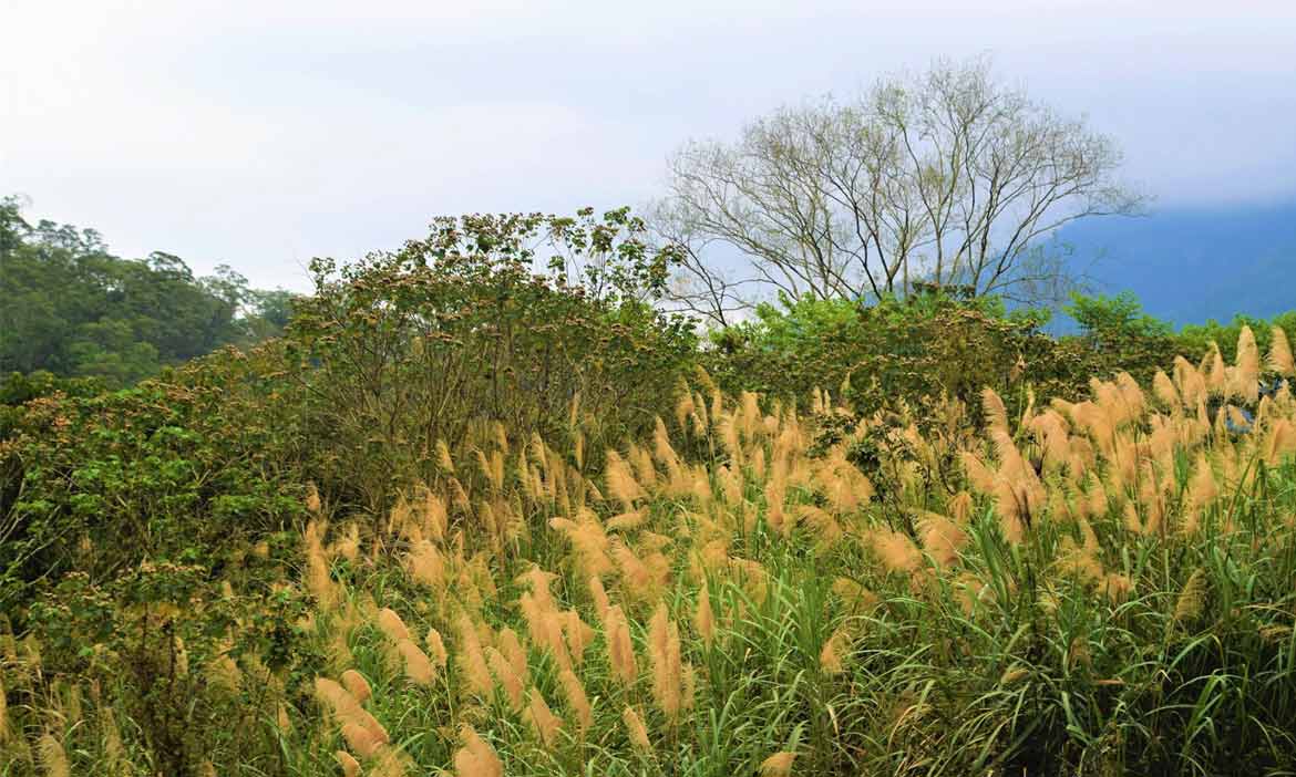 一條陪伴部落成長的新竹美麗山道 拾起回憶，走一趟馬胎古道