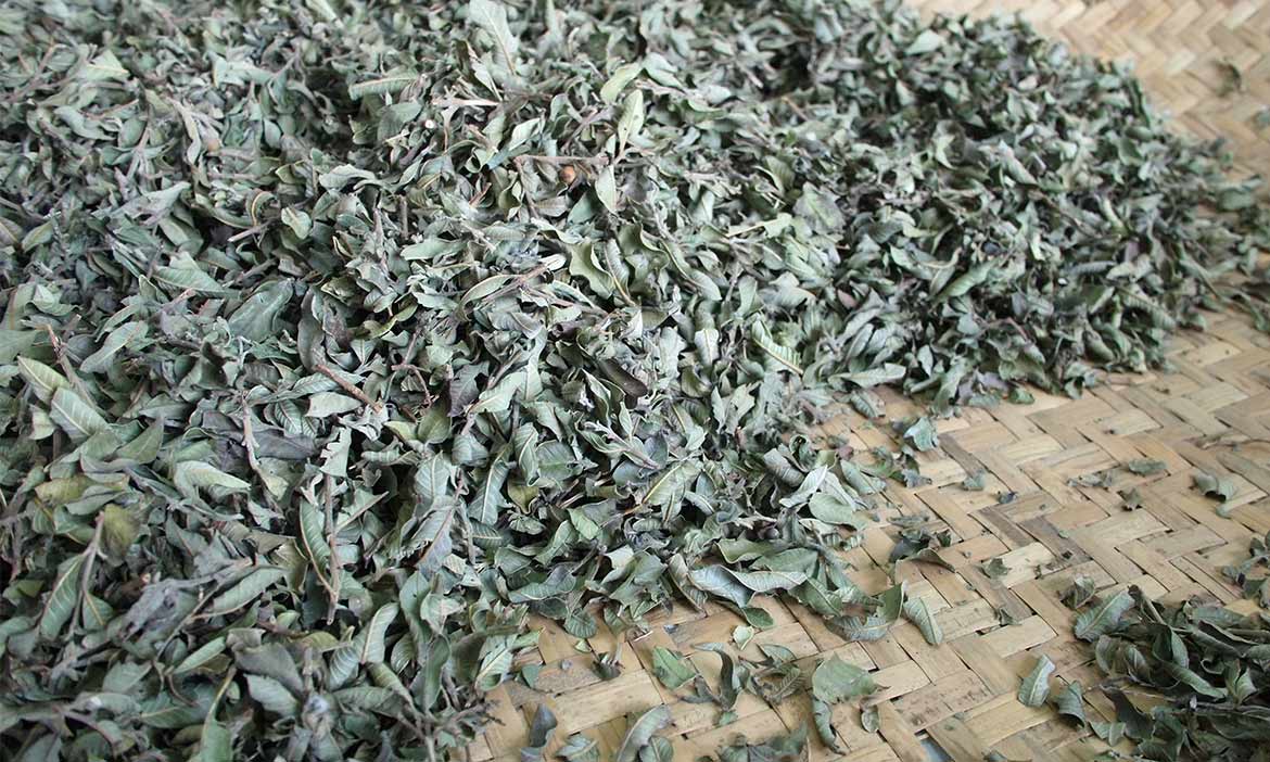 台東「隱藏版」好茶，給你一杯芬香好喉韻的芭樂心葉茶和可可茶！