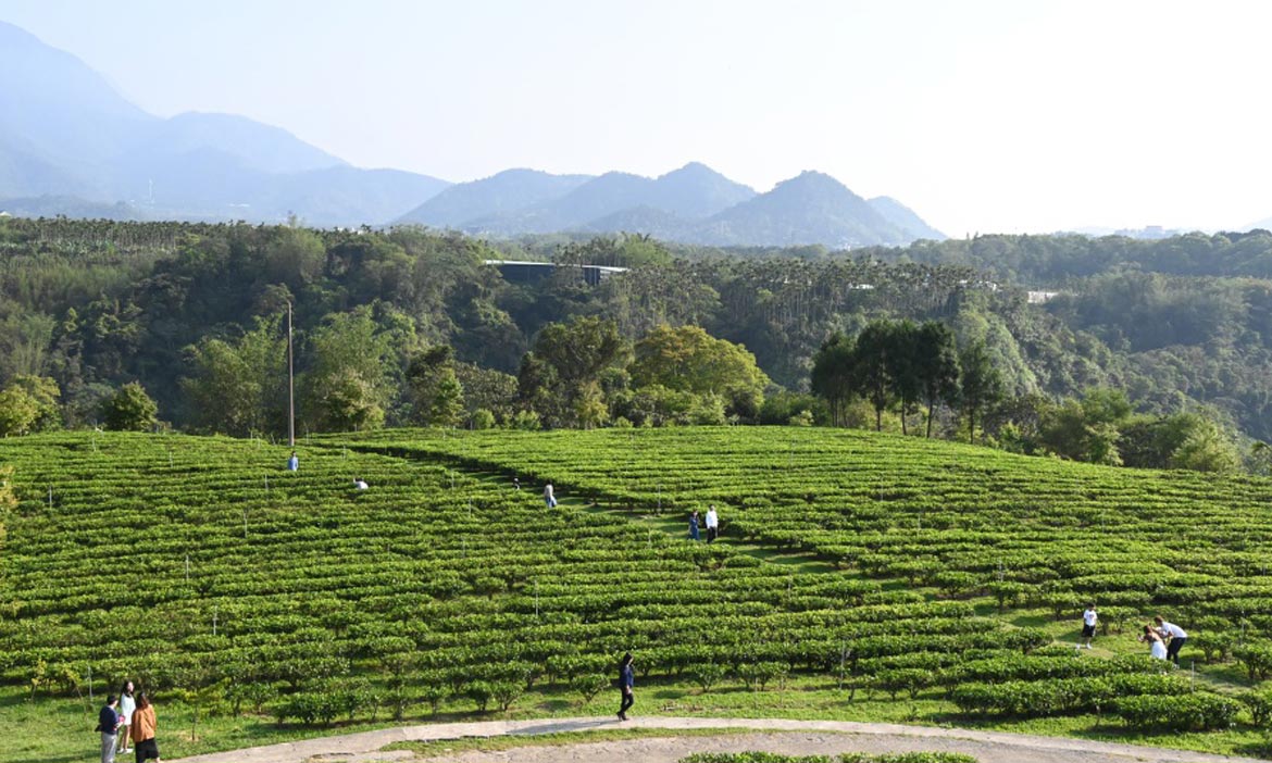 南投魚池「鹿篙咖啡莊園」上山品茶喝咖啡，再配上廣角茶園山景
