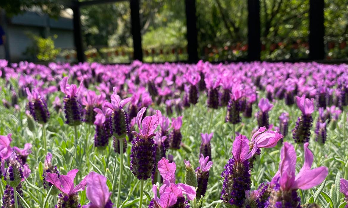 5月台北內雙溪自然中心開放參觀慢遊紫色花海 賞浪漫愛情花 活動大聲公 微笑台灣 用深度旅遊體驗鄉鎮魅力