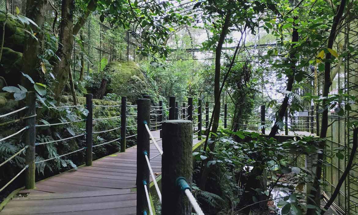 南投鹿谷親子生態行，在鳳凰谷鳥園賞百種珍禽異鳥、漫步森林步道