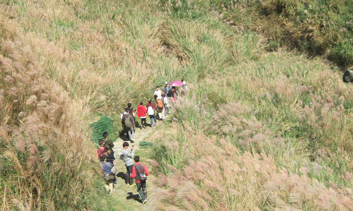 古道秋芒草山風 走一趟金包里大路，細探陽明山的古今人文