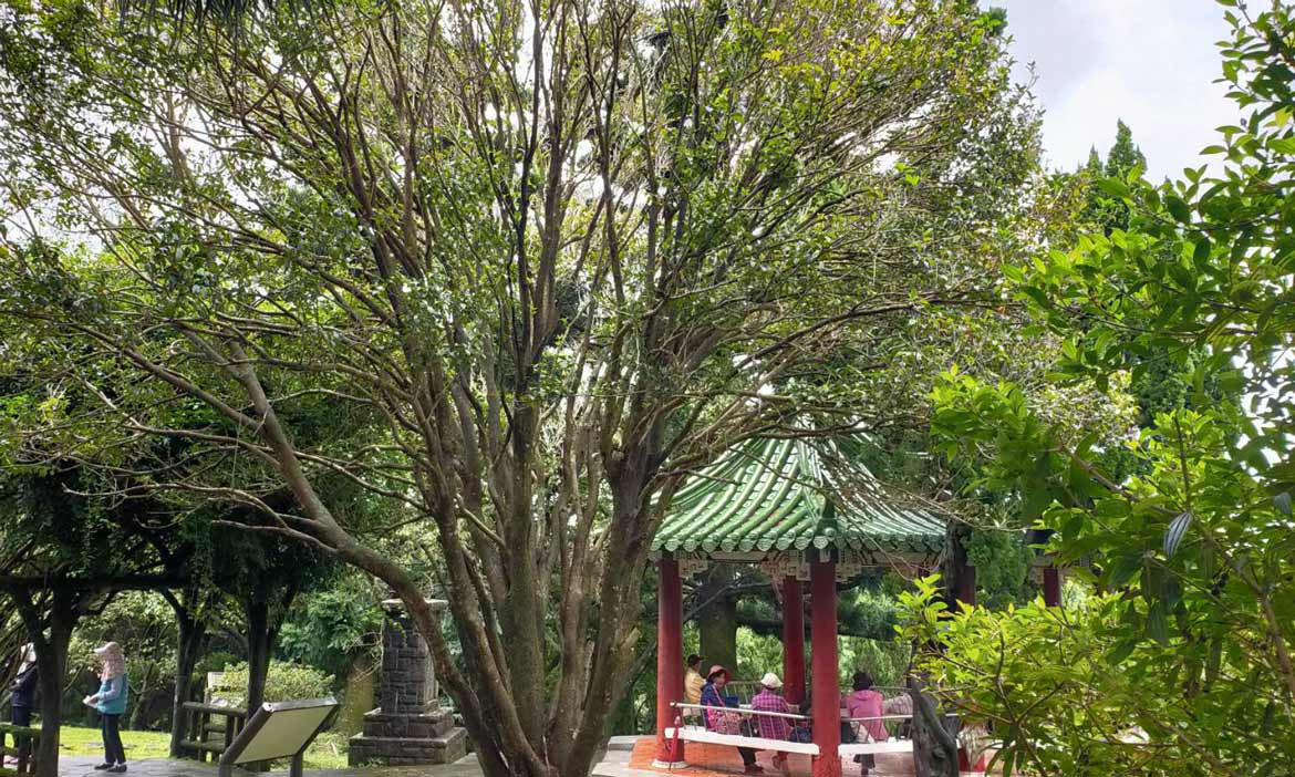 秋季限定的美麗 北投陽明公園狀元紅飄香 阿嬤級丹桂將大爆發 活動大聲公 微笑台灣 用深度旅遊體驗鄉鎮魅力