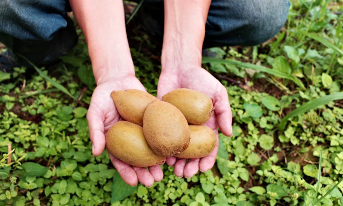 一窺烏魚子美味幕後，造訪全台最北的烏魚養殖區，在新竹竹北「福樂休閒漁村」邊吃邊學- 農友月刊- 微笑台灣-