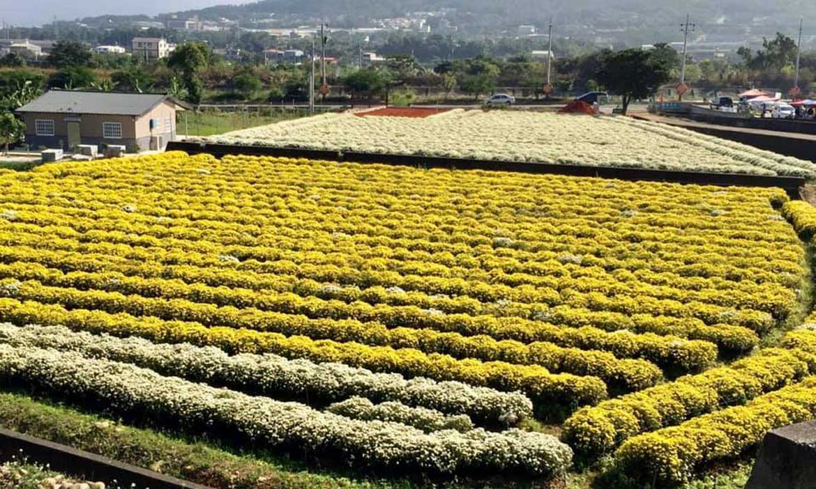 期間限定浪漫杭菊 在苗栗銅鑼鄉間小道賞為期三週的11月雪 活動大聲公 微笑台灣 用深度旅遊體驗鄉鎮魅力