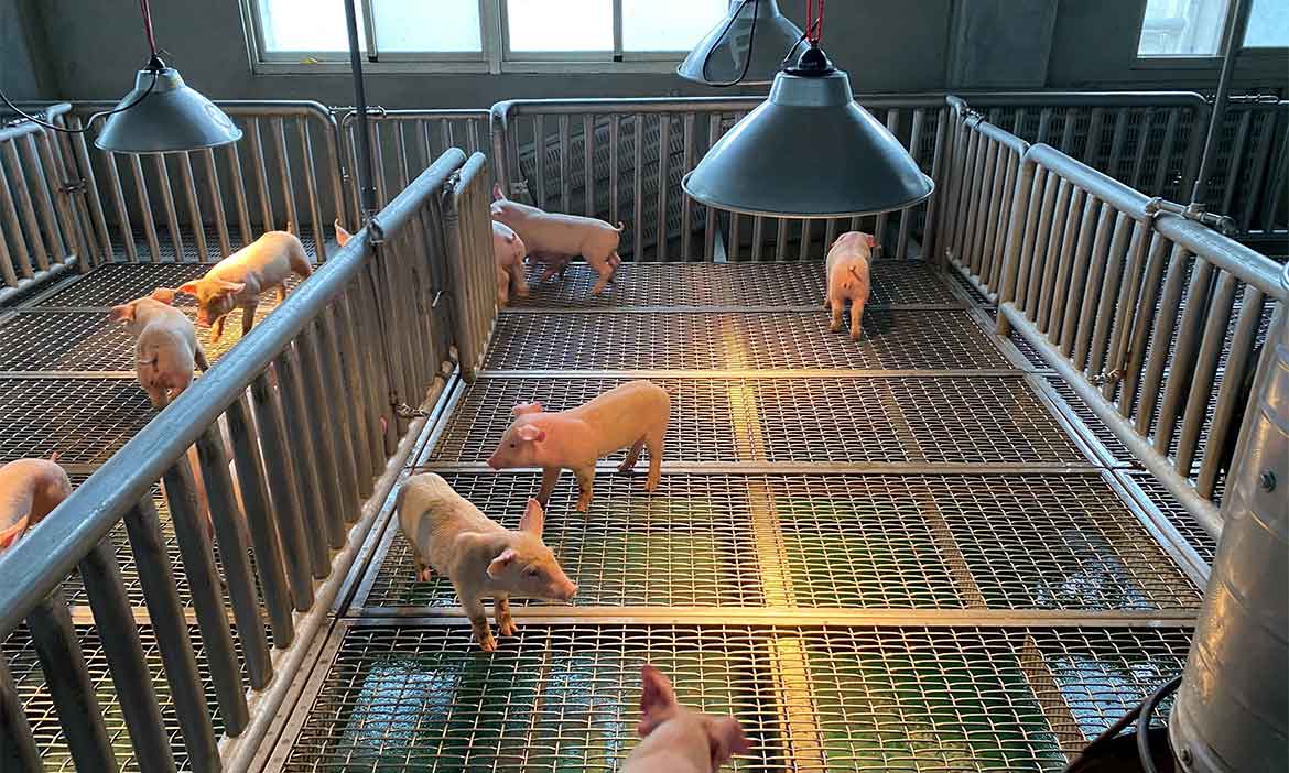 電腦監控配種、飼養  優化臺豬全球競爭力