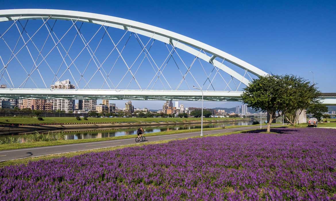 台北市首波河濱花海！即日起到明年二月，到內湖彩虹河濱公園賞紫白系夢幻花田
