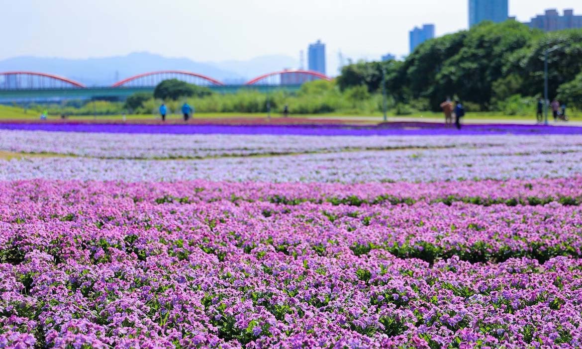 漫步台北古亭河濱的春季風景 賞最美 紫爆 浪漫 綿延不絕的地毯花海 活動大聲公 微笑台灣 用深度旅遊體驗鄉鎮魅力