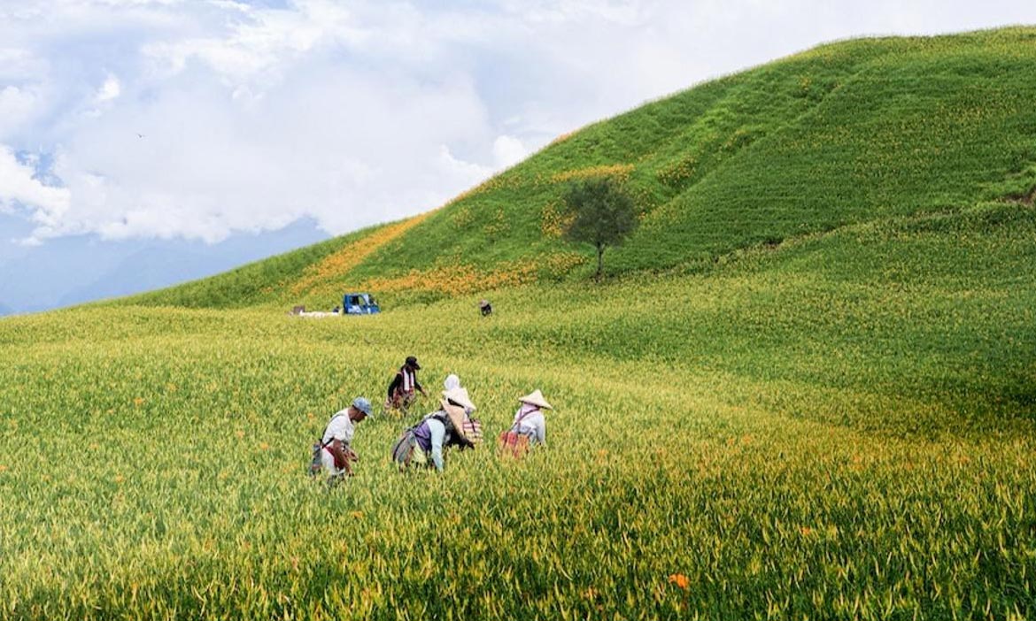 台灣第一個國際認證的原鄉有機農產花蓮富里 不日花 每一朵金針花皆得來不易 主婦聯盟生活消費合作社 微笑台灣