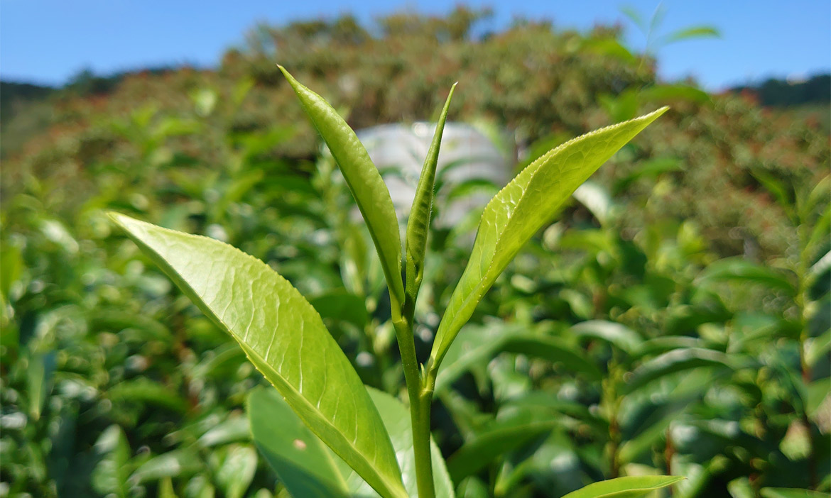 好喝的紅茶學問多！一次解析6種台灣茶樹品種，茶湯香氣滋味各不同