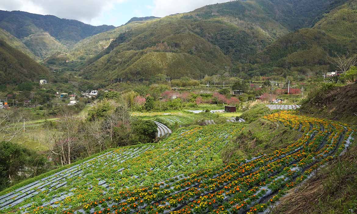 新竹尖石那羅山谷裡的金盞花海，採花、手作體驗、品嚐部落料理，順遊青蛙石步道賞溪谷飛瀑