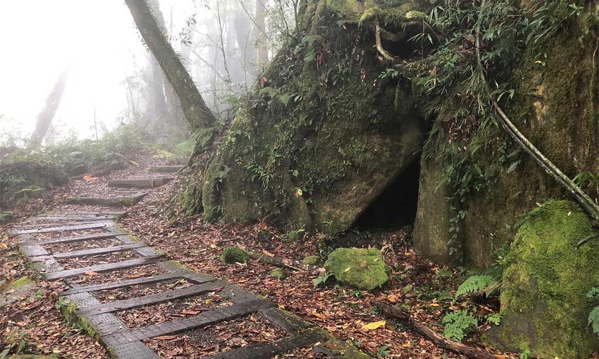 阿里山「頂湖六連峰」一日縱走，置身原始山林之中，感受豐富生態自然療