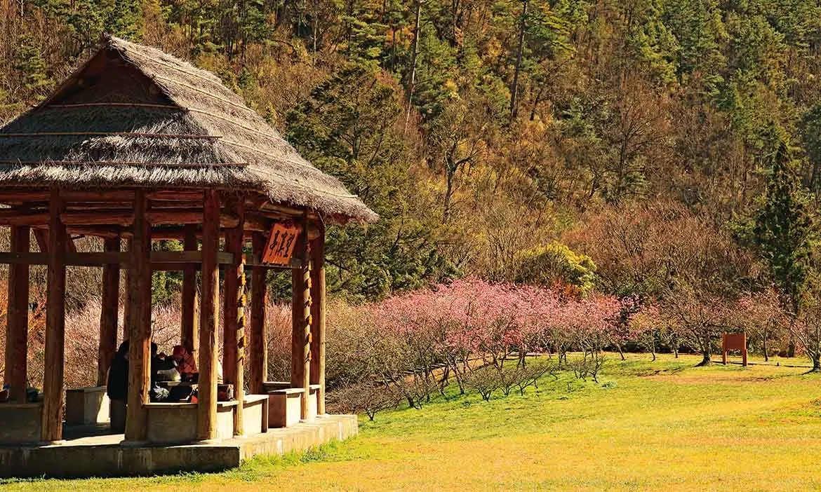 武陵賞櫻正當時！花季交通管制措施、入園申請方式一次看，享受山城櫻雨的迷人風景