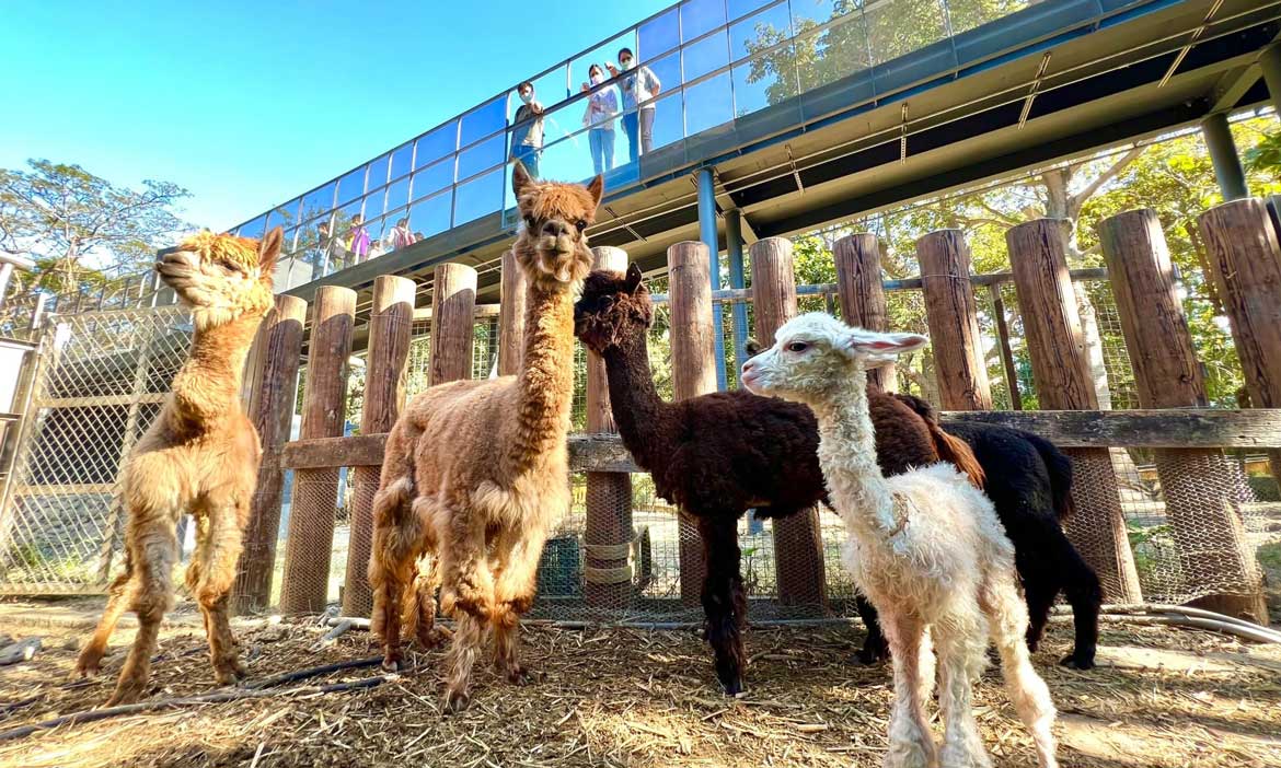 高雄壽山動物園試營運線上預約訂票、開放時間、交通、園區空間亮點懶人