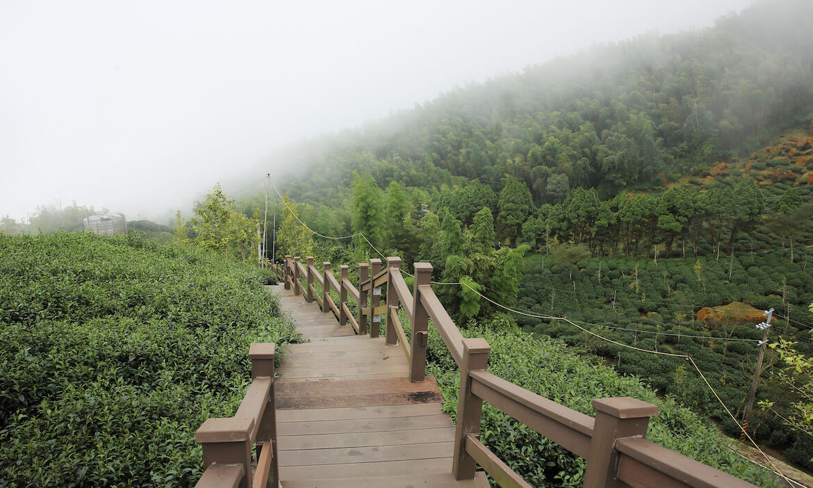南投鹿谷二日遊｜霧起山頭、森林療癒，兩天一夜深入茶業與林業的百年相遇