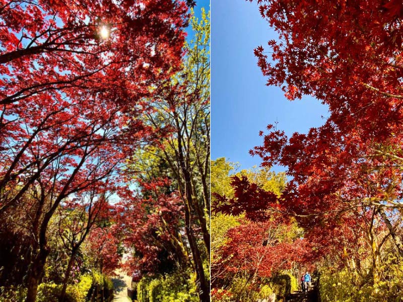 夏天到宜蘭賞楓 太平山紫葉槭楓紅綻放 在山林湖畔森林浴 活動大聲公 微笑台灣 用深度旅遊體驗鄉鎮魅力