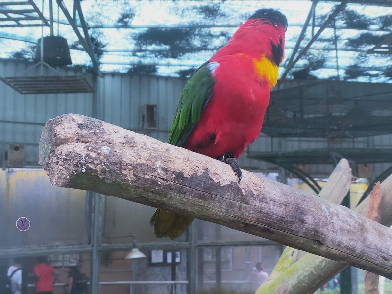 南投鹿谷親子生態行，在鳳凰谷鳥園賞百種珍禽異鳥、漫步森林步道 - Vicky媽媽的遊樂園 - 微笑台灣 - 用深度 ...