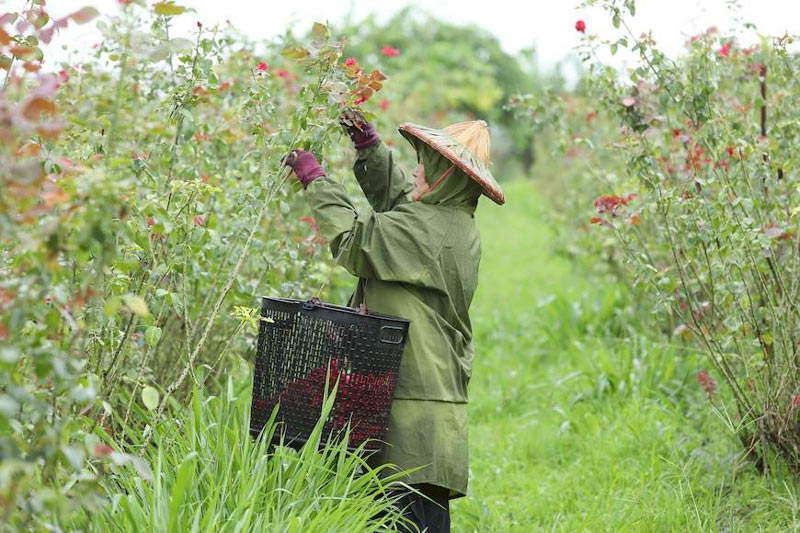 沖一壺濃郁帶點甘味的玫瑰花茶 屏東大花農場延長每朵鮮花的價值 主婦聯盟生活消費合作社 微笑台灣 用深度旅遊體驗鄉鎮魅力