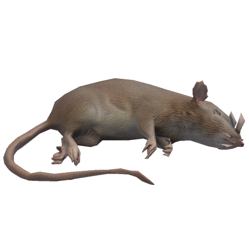 Dead Rat