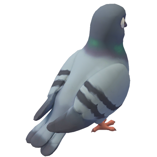 Pigeon