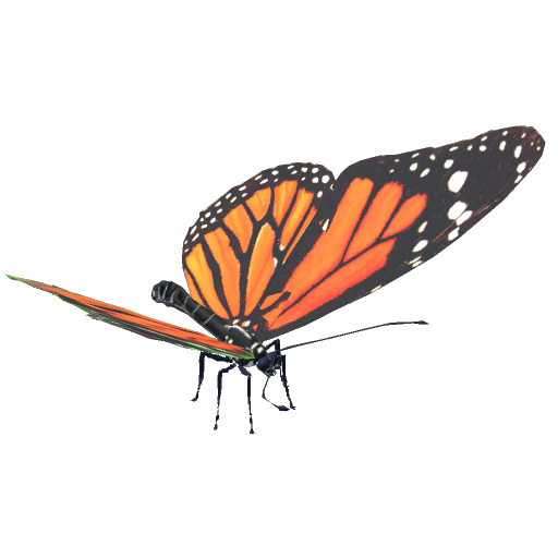 Butterfly preview