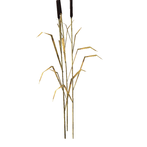 Swamp Reed