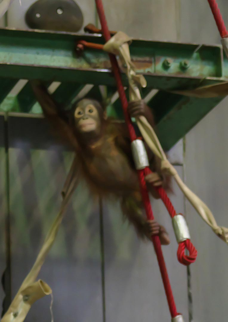 旭山動物園にて・５【おらんうーたん館・てながざる館】_sb_02.jpg